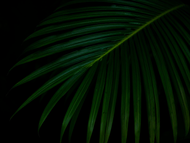 coconut leaf in dark setting