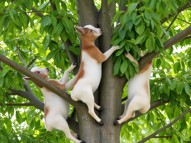 Three goats climbing a tree eater leaves