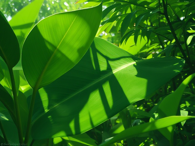 Pochette d’albums, Chill 
Tranquille, vert, feuille