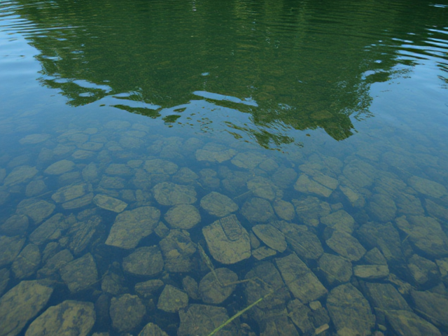 underwater pond background
