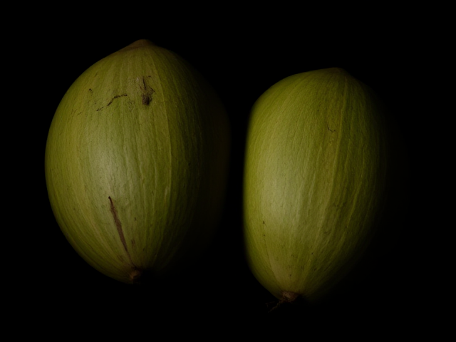 two coconut leaf opposite to each other  in  a slightly dark setting