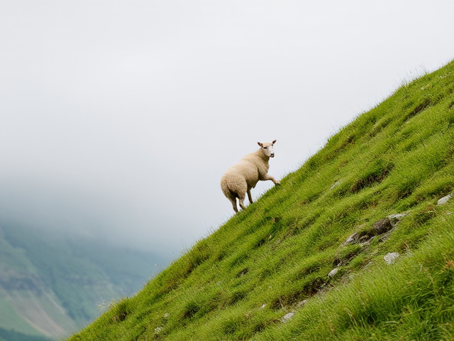 A sheep climbing a steep green grass mountain
