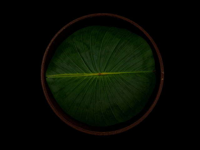 two coconut leaf in  a slightly dark setting