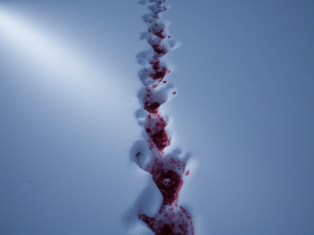Blood trail in snow