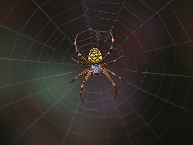 une araignee tissant sa toile autour du globe