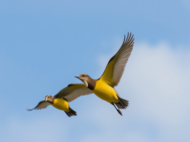 Create an image of three honeyeater birds flying through the sky carrying a baby goat.