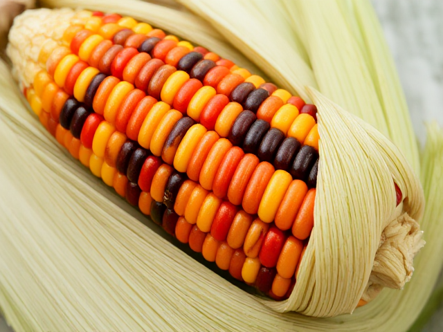 Twisted and curly shaped corn with uneven sides, vibrant and vivid colors