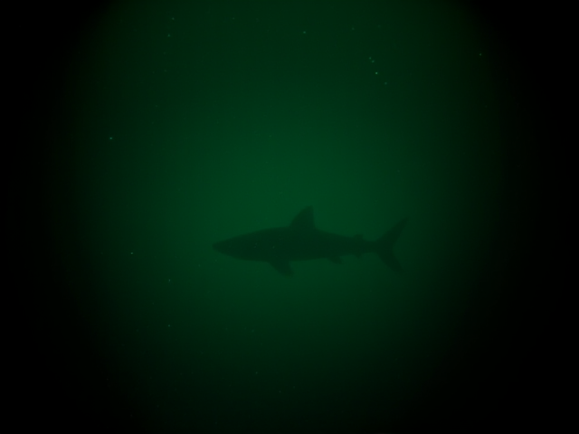 An eerie underwater scene captured through a night vision lens, revealing a massive, shadowy shark-like creature lurking in the depths. The water is dark and murky, with a greenish hue characteristic of night vision imagery, giving the entire scene a mysterious, otherworldly feel. The creature is barely visible in the hazy, particle-filled water, its enormous silhouette looming in the distance. Faint outlines of its sharp dorsal fin and elongated body can just be made out as it glides silently through the deep. The edges of the frame are blurred, enhancing the sense of vast, uncharted space around the creature. Tiny, illuminated particles float in the water, creating a sense of depth and scale, while the creature’s immense size and ghostly presence provoke an unsettling sense of wonder and suspense.