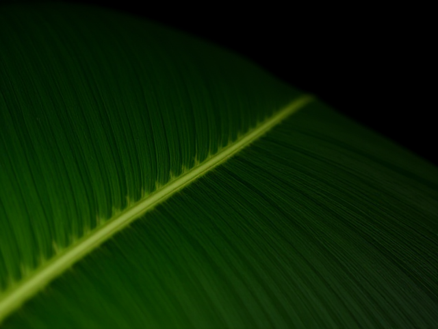 coconut leaf in  a slightly dark setting
