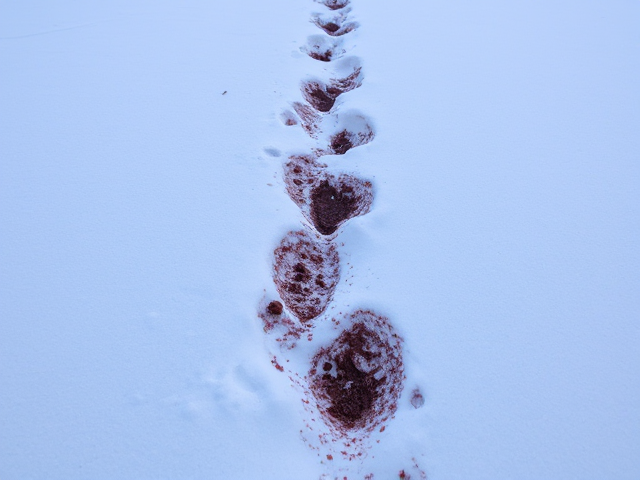 Blood trail in snow