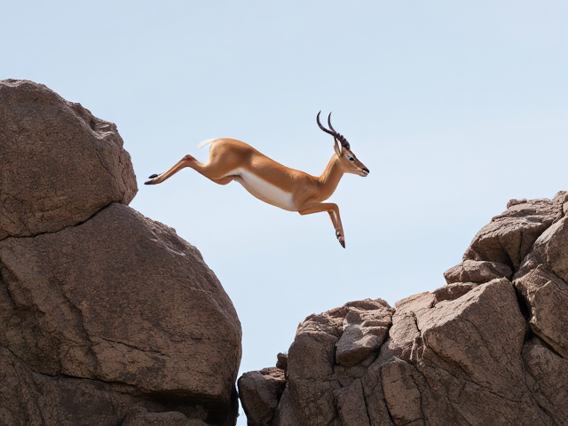 gazelle leaping over rocky gap